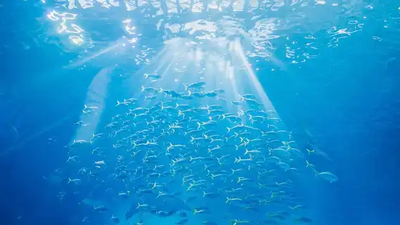 沖繩美麗海水族館北部一日遊巴士/中文導遊 / 贈送門票
