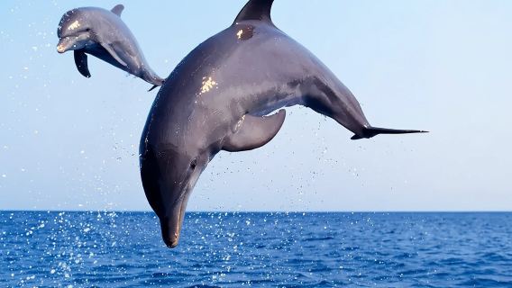 Tour privato in barca al tramonto e avvistamento dei delfini a Port Aransas, Texas