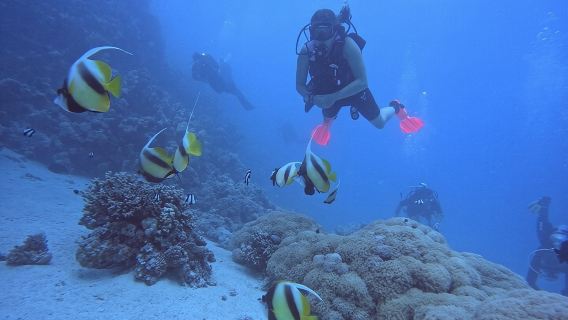 Intro Diving Beginner and Discover Red Sea Underwater