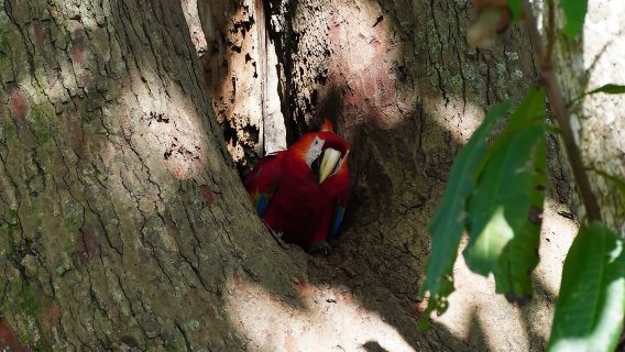 Geführte Besichtigung des Carara-Nationalparks (Eintrittskarte inklusive)