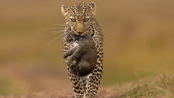 Yala-Nationalpark-Safari ab Hafen Hambantota (Landausflug)