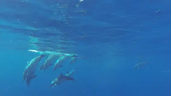 Dolphin and Whale Cruise in Puerto Rico, Gran Canaria