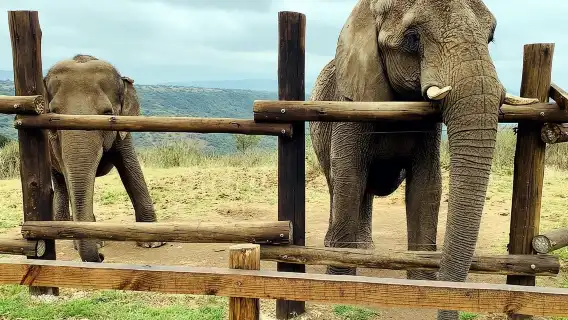 ทัวร์ซาฟารีและหมู่บ้าน PheZulu หนึ่งวันจากเดอร์บัน