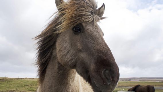 Combo Reykjavik: Cưỡi ngựa và lặn biển ở khe nứt Silfra