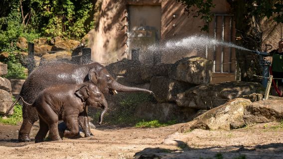 Rotterdam: biglietto d'ingresso Blijdorp per lo zoo di Rotterdam