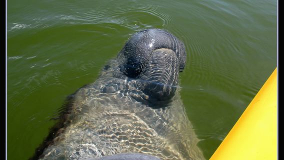 Tur Ekologi Kayak 3 Jam di Taman Nasional Everglades