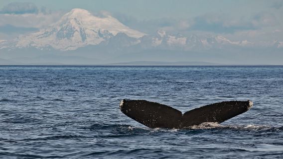 Victoria: Halbüberdachte Bootstour zu Walen und Wildtieren