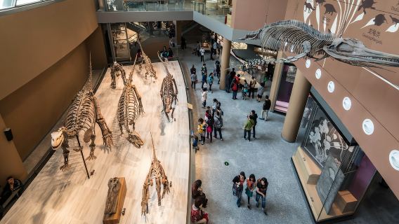 Shanghái: Visita privada al Museo de Shanghái