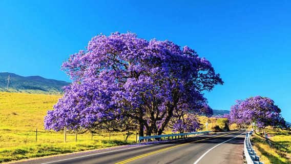 Tour xe đạp ngắm bình minh Haleakala cùng Bike Maui