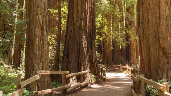 San Francisco: Muir Woods and Sausalito Small Group Tour