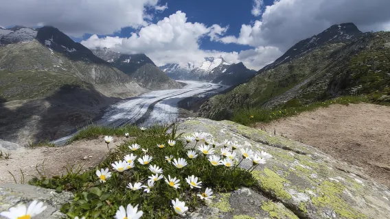 Ab Zürich: Geführte Tagestour zum Jungfraujoch mit der Zahnradbahn