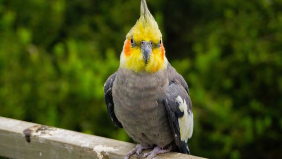 Aviary & Tricao Park Tour with Undurraga Wine Tasting