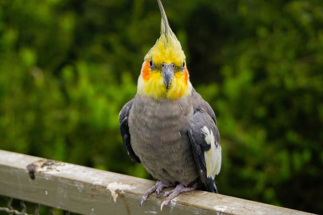 ทัวร์ชมนกและสวน Tricao พร้อมชิมไวน์ Undurraga