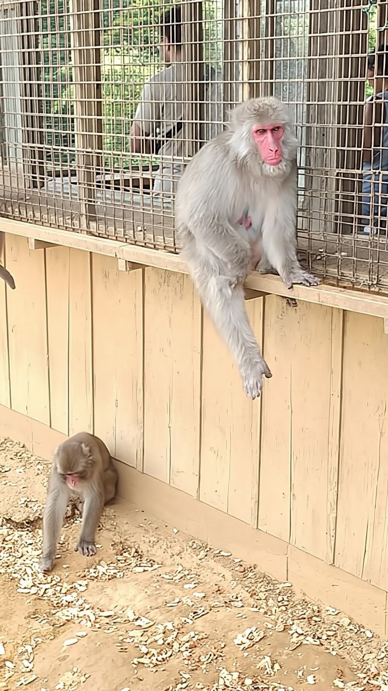 Private Tour zum Monkey Park und zu den Highlights von Arashiyama