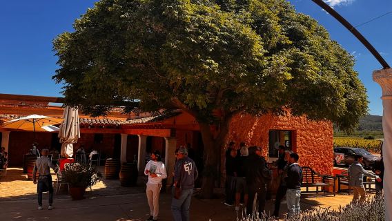 마요르카 가족 와이너리 진정한 와인 테이스팅 체험