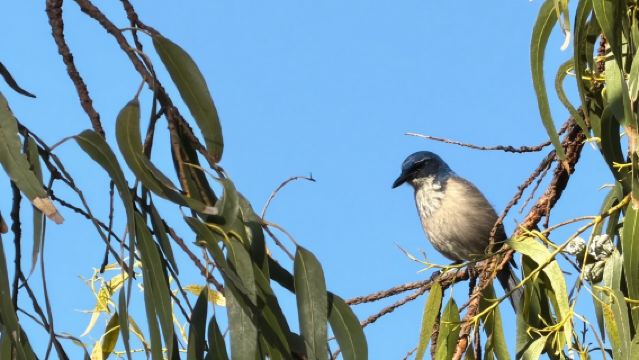 美國洛杉磯環球影城+聖莫尼卡海灘【中文專車包車出行】