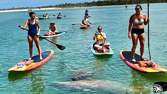 Delfin- und Seekuh-Tour mit Stand-Up-Paddleboard in Daytona Beach