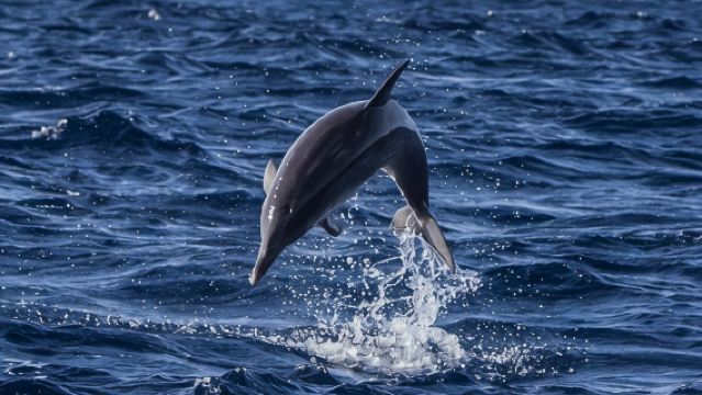 Watching whales and dolphins on Terceira Island