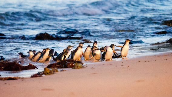 Phillip IslandTours