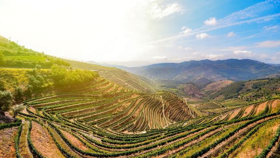 Full Day, Wine Tasting, River Cruise and Lunch from Porto