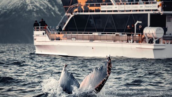 Pengamatan Paus Senyap dengan Perahu Hibrida-Listrik dari Tromsø