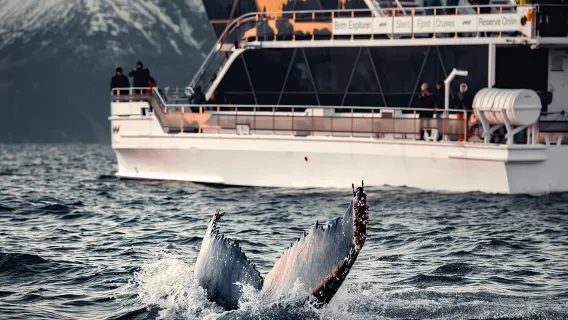 Silent Whale Watching