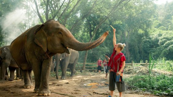 泰國清邁可巧大象生態公園一日遊