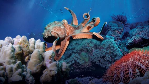 Simons Theater at the New England Aquarium: Secrets Of The Sea