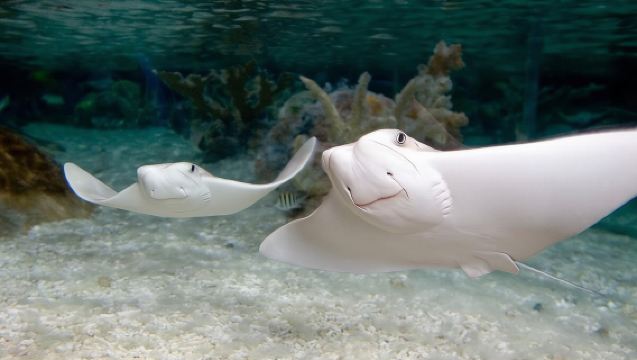 SEA LIFE Kansas City Aquarium Admission Ticket