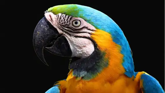 泰國清邁夜間動物園【全區域門票丨可飯店接駁】