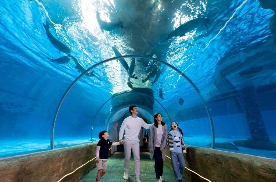 Xe đưa đón đến Công viên Đại dương Hong Kong [Sân bay Hong Kong/Tây Cửu Long/Cửu Long/Tsim Sha Tsui/