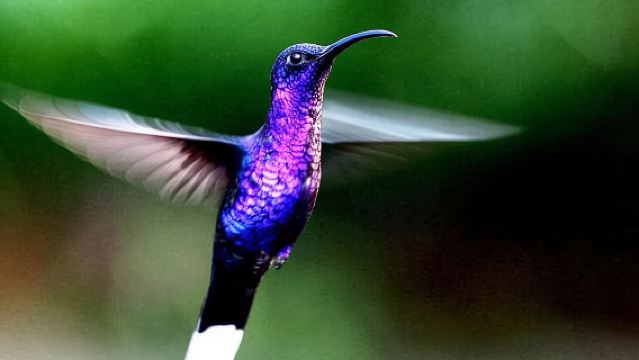 Wildlife Refuge La Paz Waterfall Gardens Day Trip from San Jose