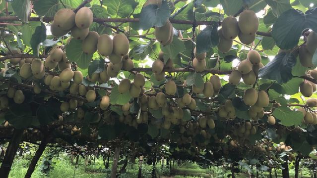 Tour por el set de rodaje de Hobbiton y muchos más lugares increíbles de Nueva Zelanda