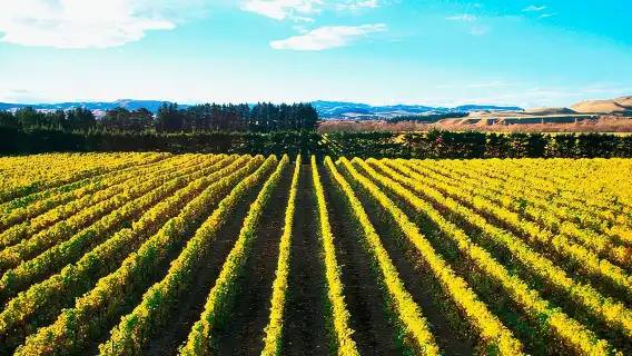 Waipara Wine Tour from Christchurch - including Lunch & Tastings