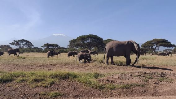 Nairobi: Amboseli National Park Group Day Tour