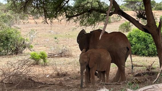 Safari perjalanan sehari ke Taman Nasional Tsavo Timur dari Mombasa