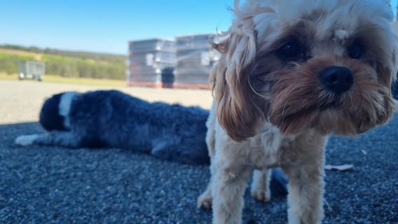 Newcastle: Hunter Valley Wein-, Gin-, Käse- und Schokoladentour