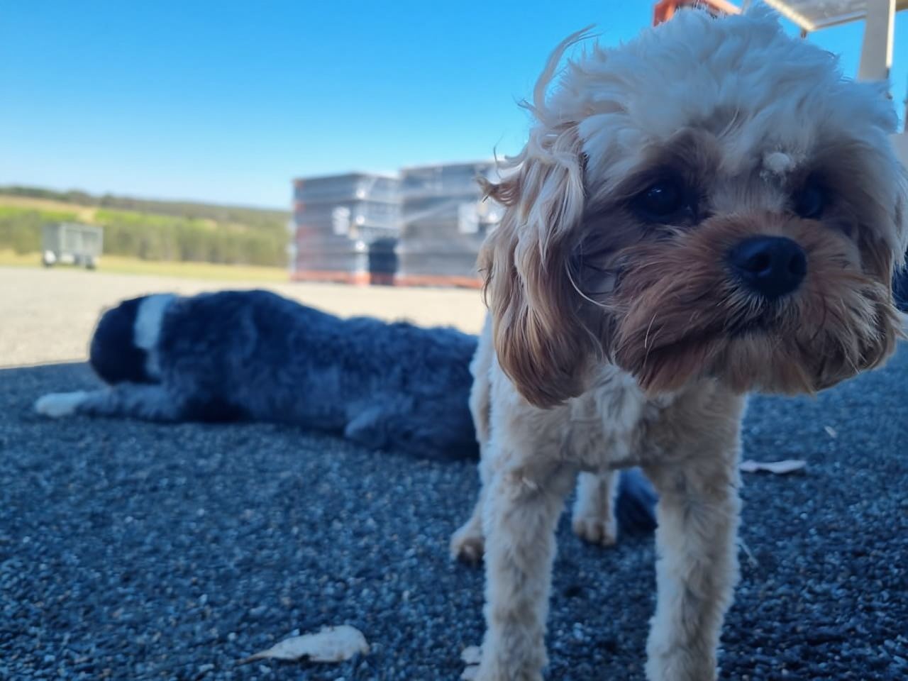 Newcastle: Hunter Valley Wine, Gin, Cheese & Chocolate Tour