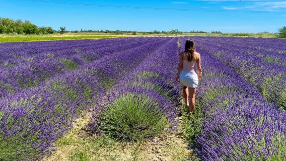 Lavender Field & Distillery Tour between Nimes & Arles