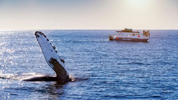 Paseo por la bahía y el Arco de Cabo San Lucas