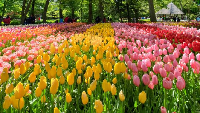 1-day tour to Keukenhof and Delft [Chinese or English-speaking group]