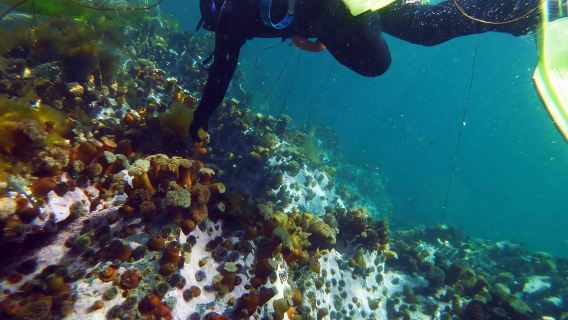 Henningsvær: Snorkel con focas grises