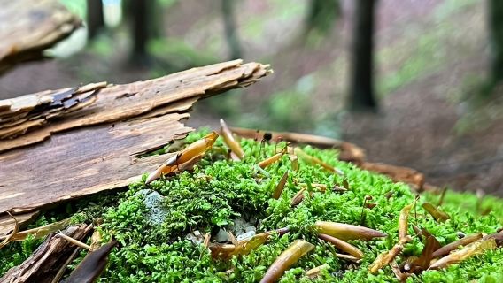 Depuis Ljubljana : Excursion privée dans le parc national du Triglav