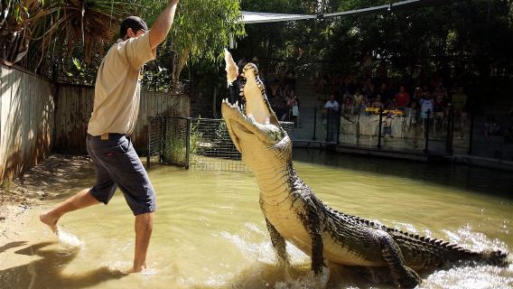 Hartley's Crocodile Adventures - Ticket with Transfers