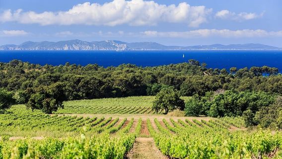 Private Full Day Wine Tour in Provence from Toulon Cruise Port