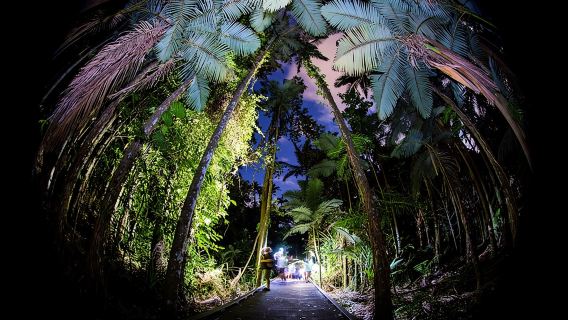 Night Walk di Cairns Botanic Gardens - Let's Go Buggin