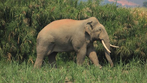 Laos Elephant Sanctuary keeper+ Kuangsi waterfall +Hmong village