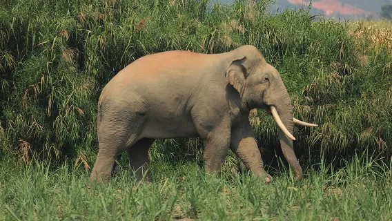 Laos Elephant Sanctuary Laos