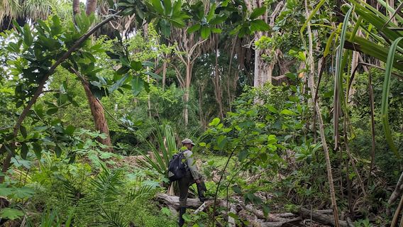Zanzibar hiking in Jozani Forest private tour