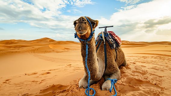 Chuyến đi săn sa mạc Doha, cưỡi lạc đà, trượt cát và Biển nội địa